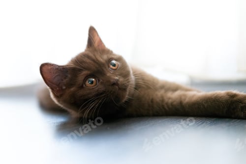 Preview: Portrait of British Shorthair cat lying