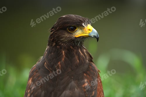 Preview: Harris Hawk close up, Close-up photo of a Raptor Hawk for background.