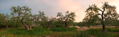 Preview: Olive tree grove in panorama