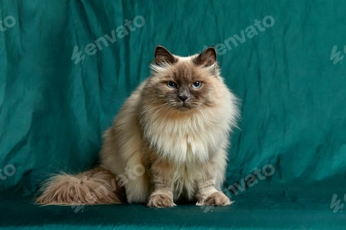 Preview: Siamese Longhair cat sitsagainst a green background
