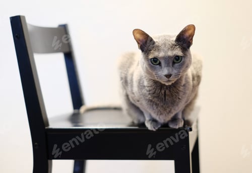 Preview: Adorable Russian blue cat sitting on a chair