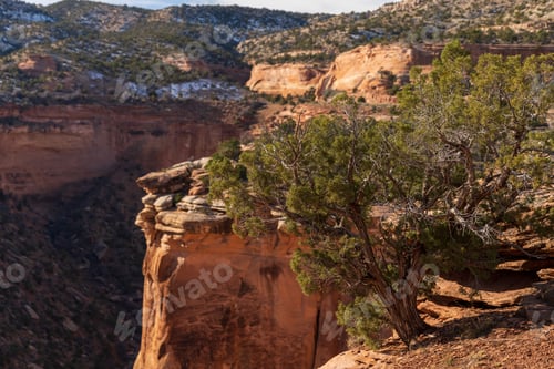 Preview: Scenic view of a green tree in Colorado National Monument, Fruita, Colorado, USA
