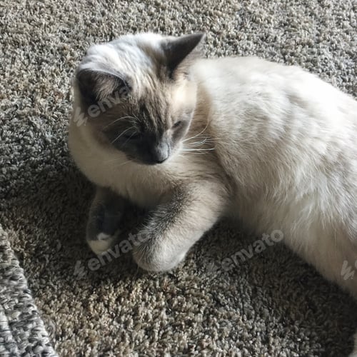 Preview: Young cat resting on a neutral gray carpet