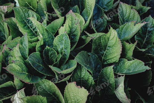 Preview: closeup of hydrangea leaves