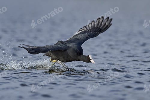 Vista previa: Eurasian coot (Fulica atra)