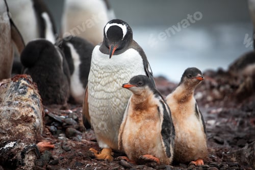 Preview: Mother penguin and her dirty babies walking on the land in Antarctica