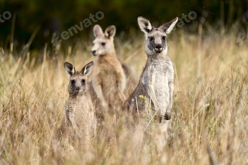 Preview: Selective focus shot of eastern gray kangaroo standing among long grass with blur background