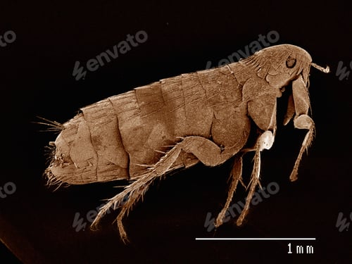 Preview: Scanning electron micrograph of the head of a flea (siphonaptera)