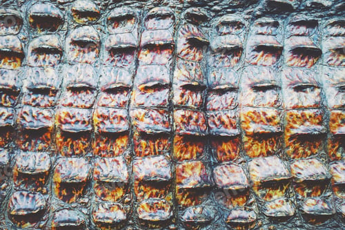 Preview: Crocodile skin texture background