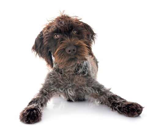 Preview: Wirehaired Pointing Griffon