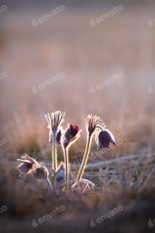 Preview: Black pasque flowers - Pulsatilla pratensis in early morning lights