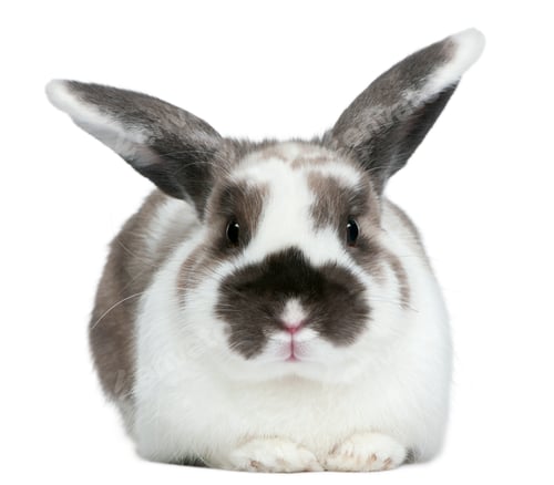 Preview: Rabbit in front of white background