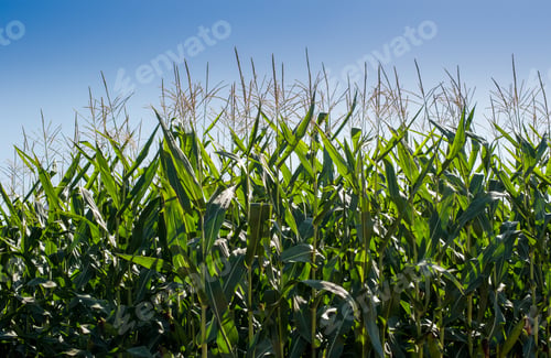 Preview: Green growing corn plants