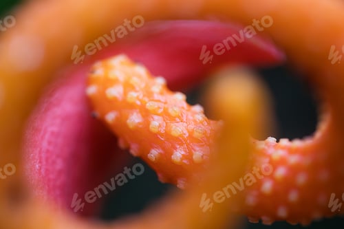 Preview: Bright orange pigtail plant aka Flamingo Flower