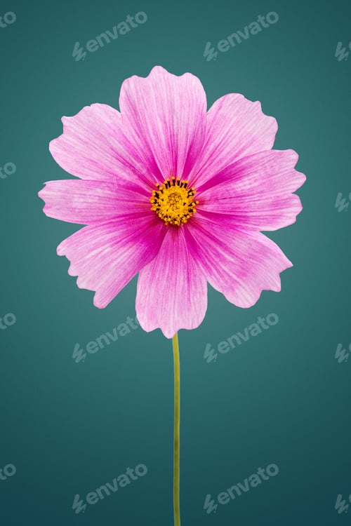 Preview: Kosmee - Cosmos Flower