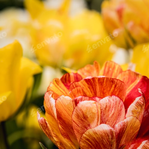 Preview: Dynamic mix of red and yellow tulips in the garden