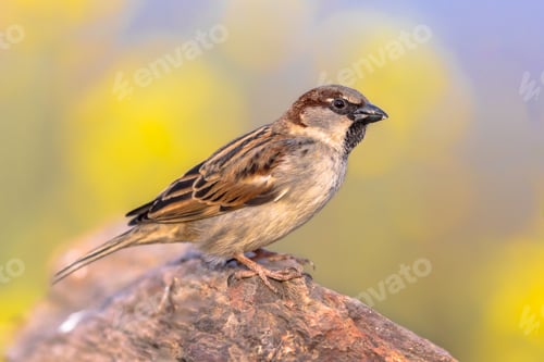 Preview: House Sparrow Perched on Trunk green background