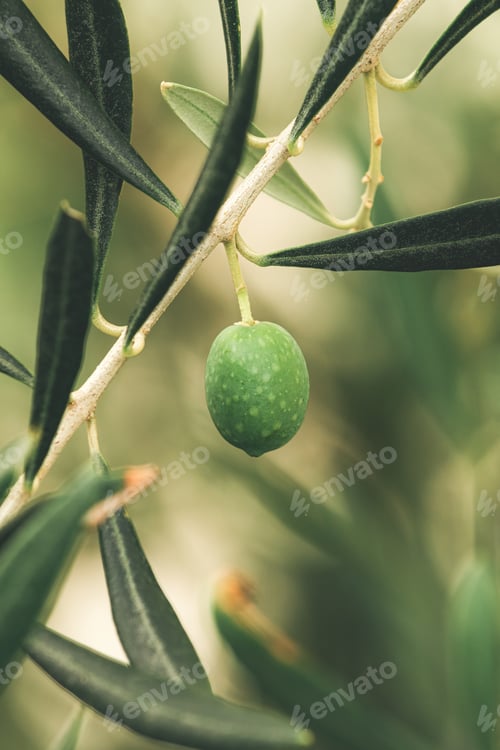 Preview: Green olive on branch in organic orchard, homegrown produce plantation