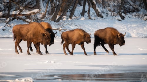 Preview: Herd of european bison walking on snow in winter season