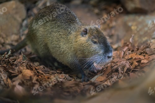 Preview: Coypu (Myocastor coypus) or Nutria - South American Rodent