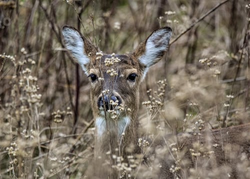 Preview: A doe camoflauged in the Tennessee brush