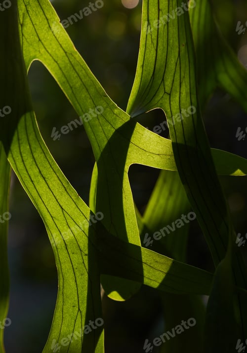 Preview: Green leaves with light and shadow