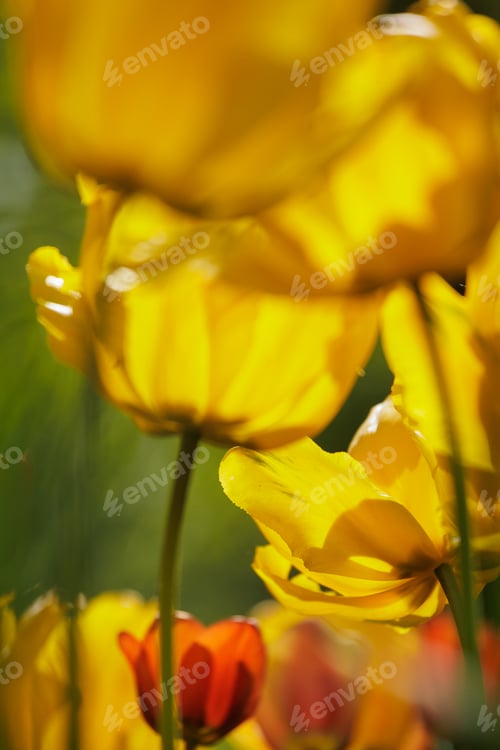 Preview: field of yellow blooming tulip flowers. grow plants in park in meadow for sale. florist and