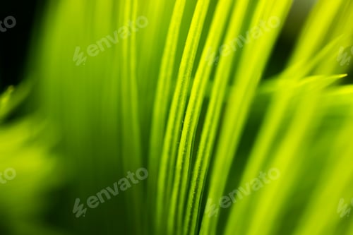 Preview: background texture green leaf structure macro photography