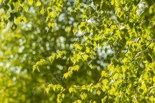 Preview: Green leaves