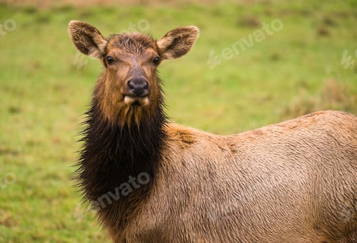 Preview: Female Elk Stops Grazing to Look at the Camera