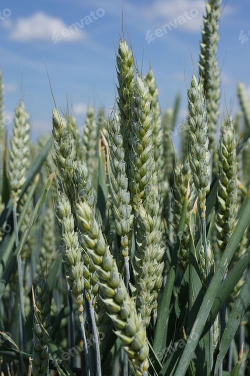 Preview: Ripening wheat ears in a field