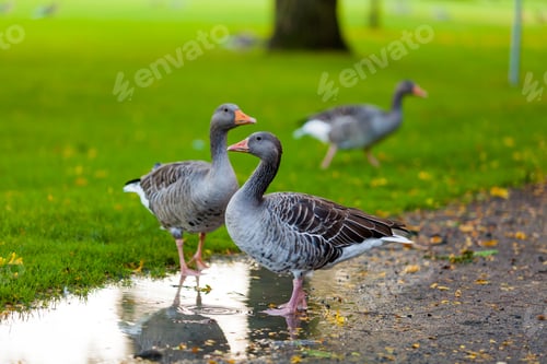 Preview: Greylag Goose