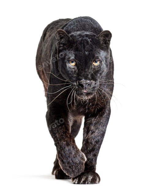 Preview: black leopard, panthera pardus, walking towards and staring at the camera, isolated on white