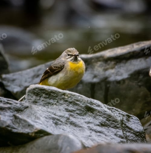 Preview: Yellow Mountain Wagtail (Motacilla cinerea) bird perched on a rock near a tranquil lake