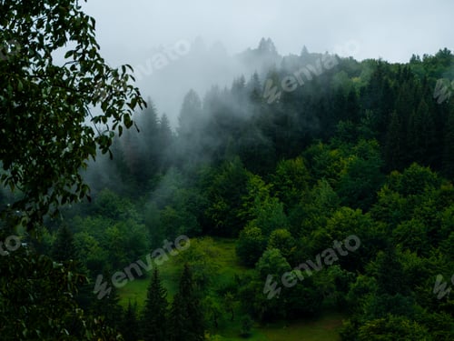 Preview: Misty Carpathian Mountains with fog landscape. Foggy morning green fir trees forest on a rainy day.