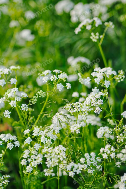 Preview: Close-up of white wildflowers in a green meadow on a sunny day
