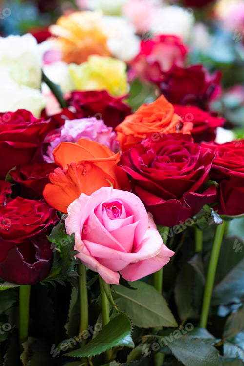 Preview: Different color roses background, shallow depth of field, marriage background