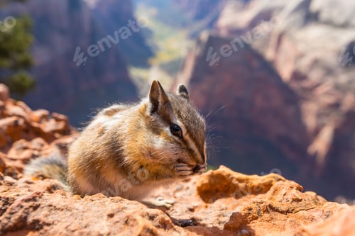 Preview: Chipmunk