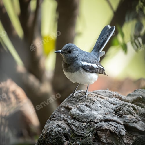 Preview: Oriental magpie-robin avian resting on a stone beside a majestic tree