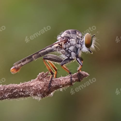 Preview: Mini robberfly