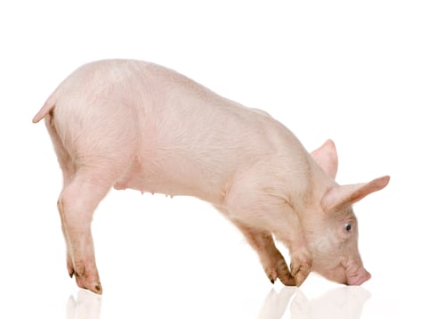 Preview: Young pig (+/-1 month)