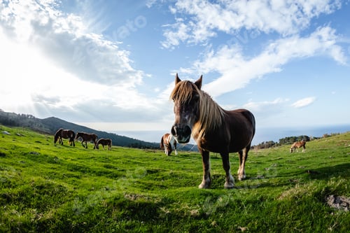 Preview: wild funny horses in the green mountain