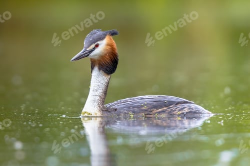 Preview: Great Crested Grebe waterfowl
