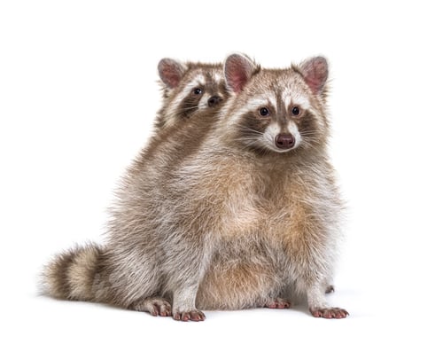 Preview: Two red raccoons sitting together, isolated on white
