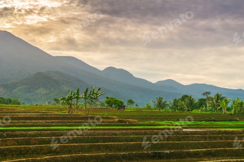 Preview: Aerial view of Indonesia's lush rice fields with majestic mountain