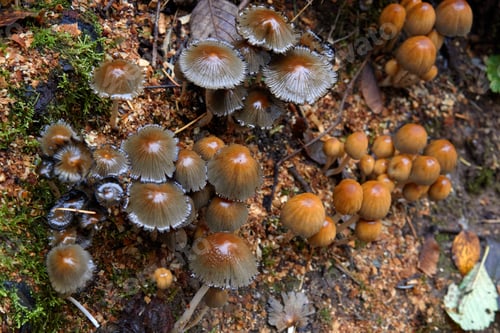 Preview: Bunches of Wild Mushrooms