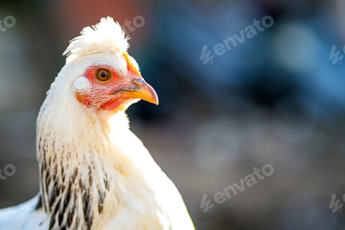 Preview: Hens feed on traditional rural barnyard. Detail of a hen head.