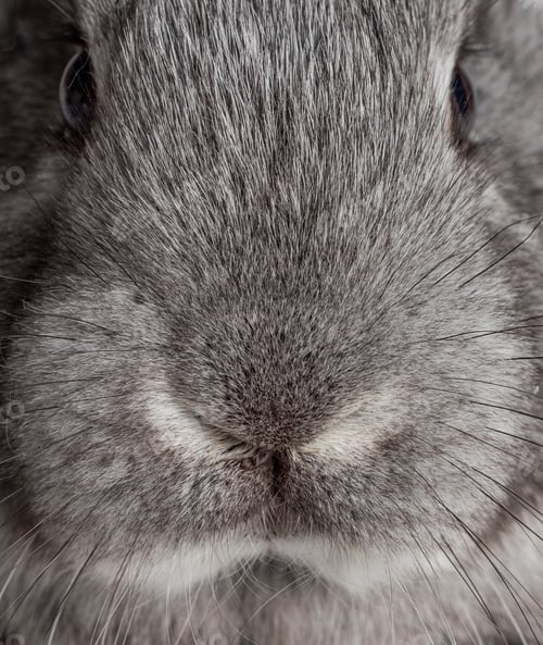 Preview: rabbit nose close-up rabbit breeding farm