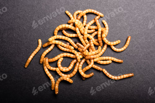 Preview: Group of golden mealworms viewed from above moving on a dark background, Tenebrio molitor