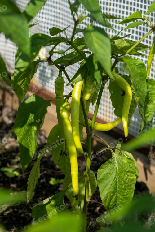 Preview: A lot of green peppers on a bush in a greenhouse.